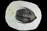 Large, Diademaproetus Trilobite - Ofaten, Morocco #88867-1
